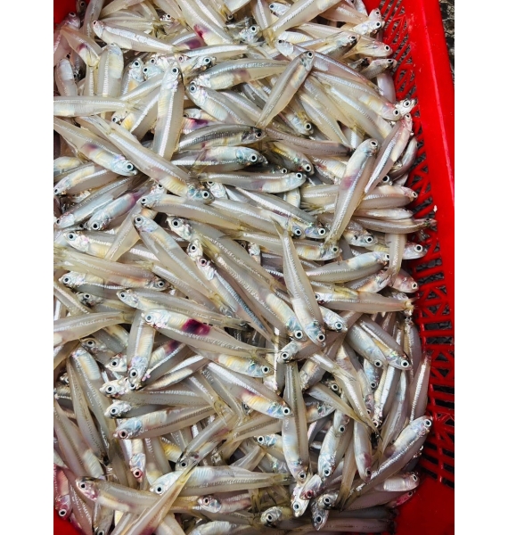 CÁ CƠM TRẮNG
