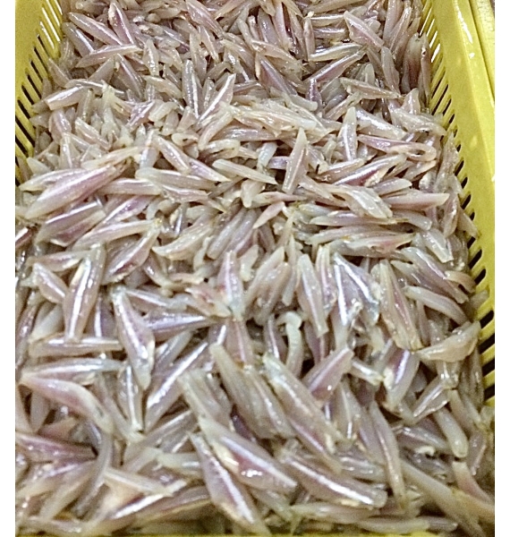 CÁ CƠM TRẮNG