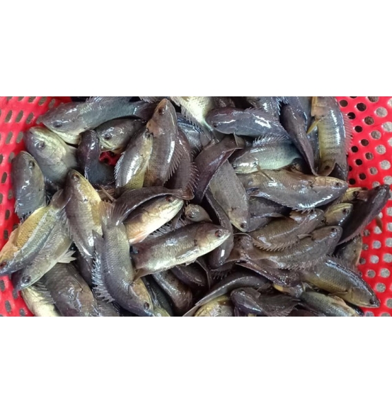 CÁ RÔ ĐỒNG NGUYÊN CON